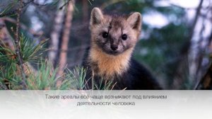 Микроэволюция