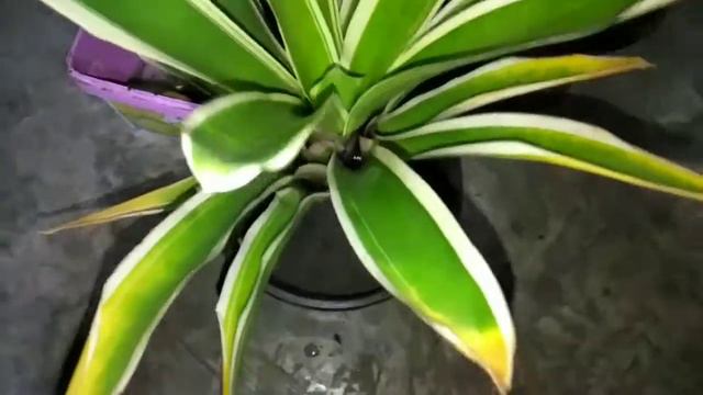 How to plant Bromeliad plant in hanging pot смотреть онлайн