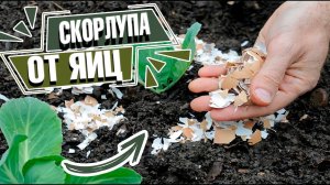 Это самое нужное удобрение для растений ✔️ Яичная скорлупа