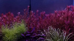 Rotala Colorata