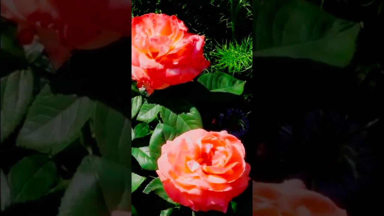 Сорт Леди Мармелад Lady Marmelad смотреть онлайн