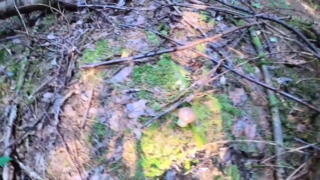 ???ВТОРАЯ ВОЛНА БЕЛЫХ ГРИБОВ 2023/ШОК БЕЛЫЕ ГРИБЫ/БРОСИЛИСЬ В ЛЕС/#грибы #грибы2023 #боровики #белы