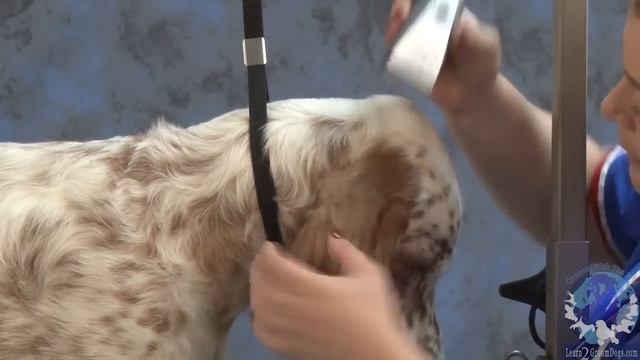 Grooming The Show Style English Setter With Irina 'Pina' Pinkusevich
