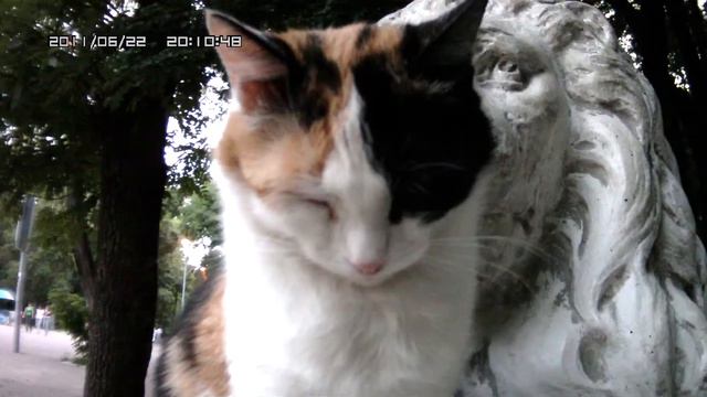 Котэ смотреть онлайн
