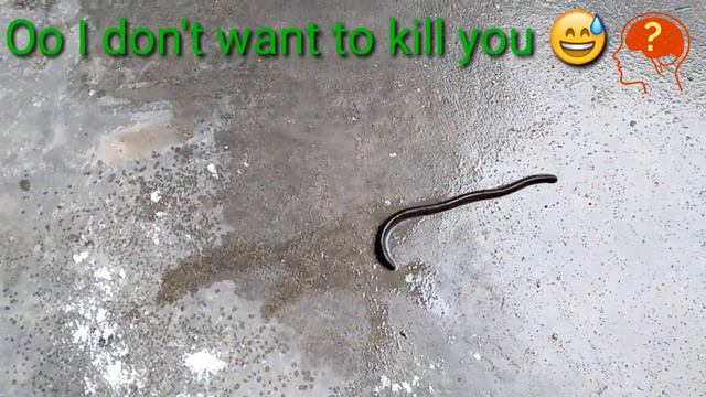What happens when you put salt around earthworm || Earthworm hates Salt Why? смотреть онлайн