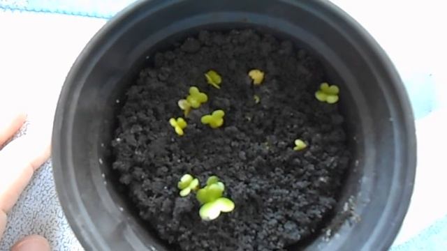 Пекинская капуста. (Мой эксперимент). смотреть онлайн