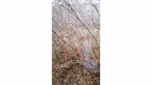 Путешествие вглубь себя/ Внутренняя Улыбка. Медитация