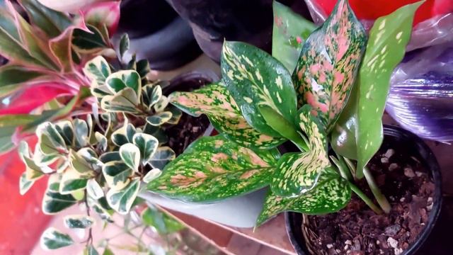 AGLAONEMA PINK: cuidados básicos | ¡Una ESPECTACULAR planta sólo para COLECCIONISTAS! смотреть онлайн