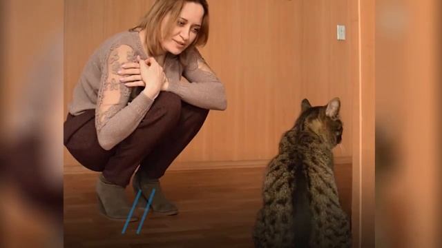 Кипиш - кот из администрации Невинномысска смотреть онлайн