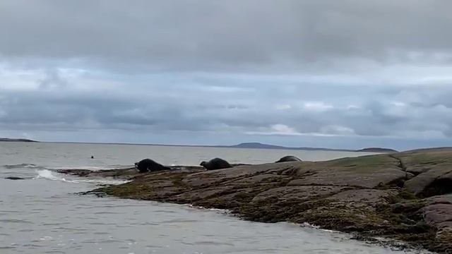 Тюлени Белого моря смотреть онлайн