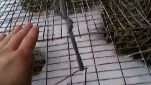 Живоловушка на куницу 2