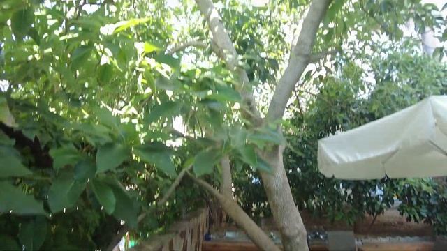 Очень бюджетный отель 3* в Турции, который нам понравился: обзор отеля Club Sidar в центре Аланьи смотреть онлайн