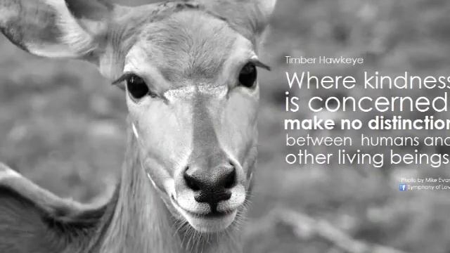 Kindness Pass It On смотреть онлайн