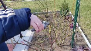 Обрезка штамбовой розы весной. Секрет подвязки плетистых роз.