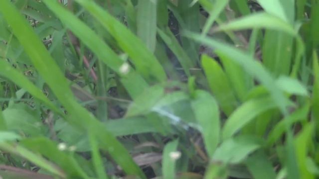 Tes Kamera Sony Cybershot DSC HX9V (Edisi Sawah) смотреть онлайн