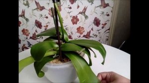 Листья орхидеи морщинятся, теряют тургор/// Какие могут быть причины///