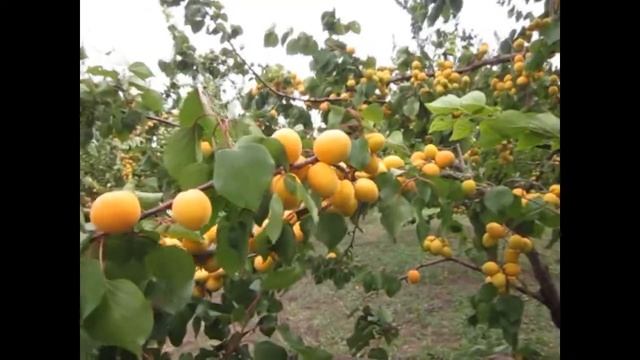 Вторая волна абрикос. Не успеваем вывозить! смотреть онлайн