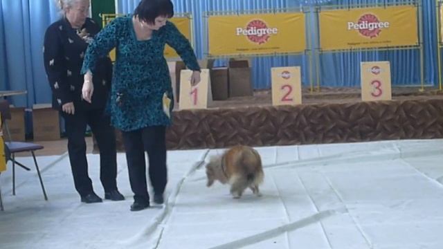 шелти девочка выставка Балтштерн 17.03.2012 смотреть онлайн