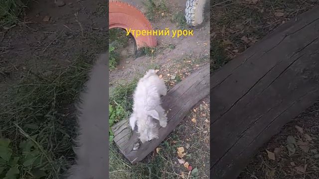 Учимся равновесию #цвергшнауцер #омск #собакен #чархан смотреть онлайн