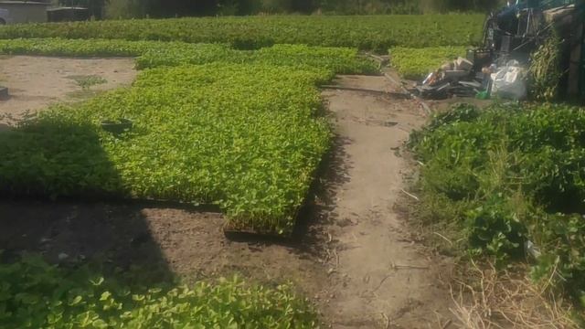 Клубника сорт Мурано, подготовка, отгрузка. смотреть онлайн