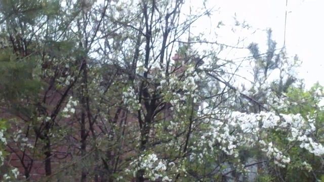 Разговор воробьев и других птиц смотреть онлайн