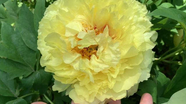 Peony 'Alice Harding' (Lemoine,1935) , Channel YouTube :Peonies-All About Them (ПІОНИ-ВСЕ ПРО НИХ)
