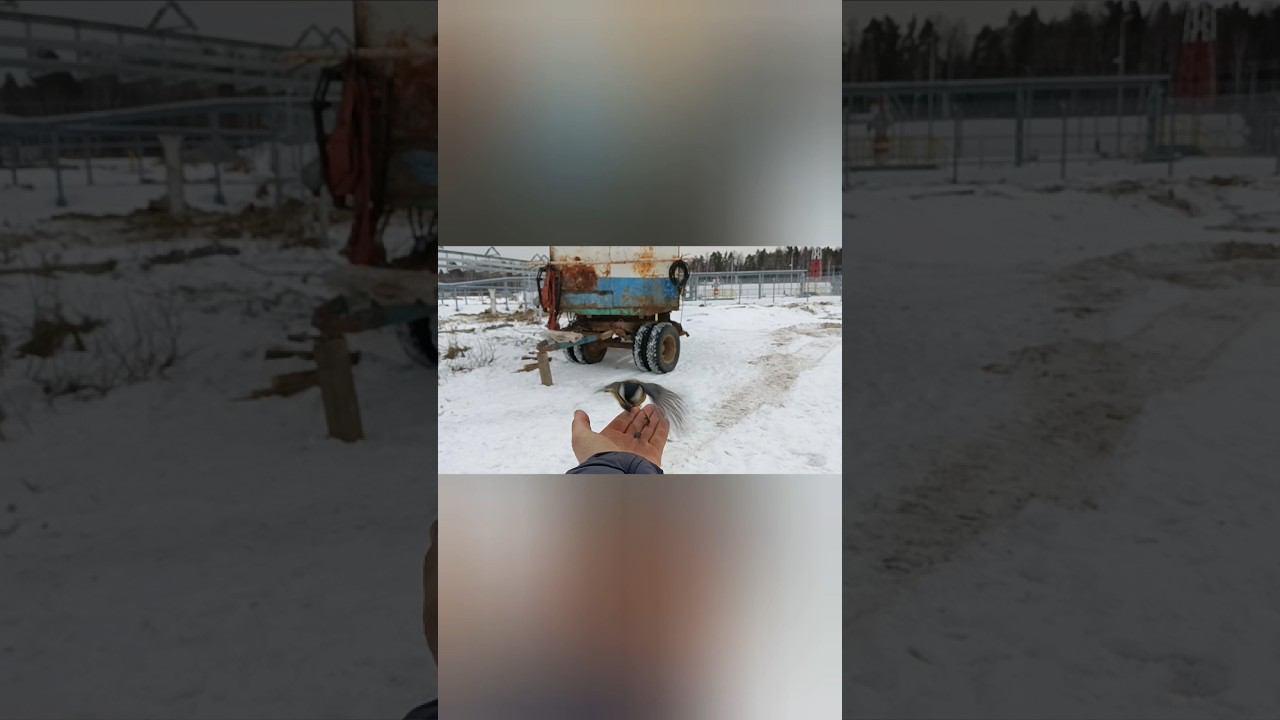 Кормим братьев наших меньших. смотреть онлайн