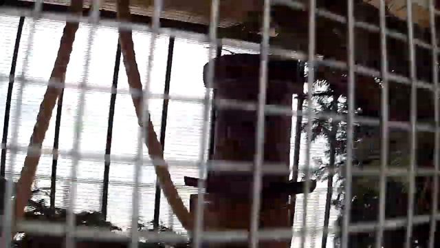 Шустрая белка бегает по клетке, белка носится по клетке смотреть онлайн