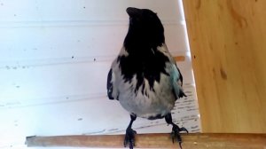 Ворона со сломанным крылом. Лечение. 25.03.2020