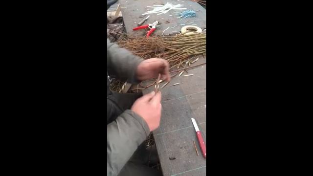 Прививка декоративных лиственные деревьев в Питомнике Вашутино смотреть онлайн