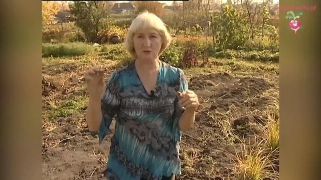 Чуфа - земляной миндаль в Сибири #urozhainye_gryadki смотреть онлайн