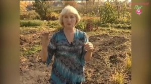 Чуфа - земляной миндаль в Сибири #urozhainye_gryadki