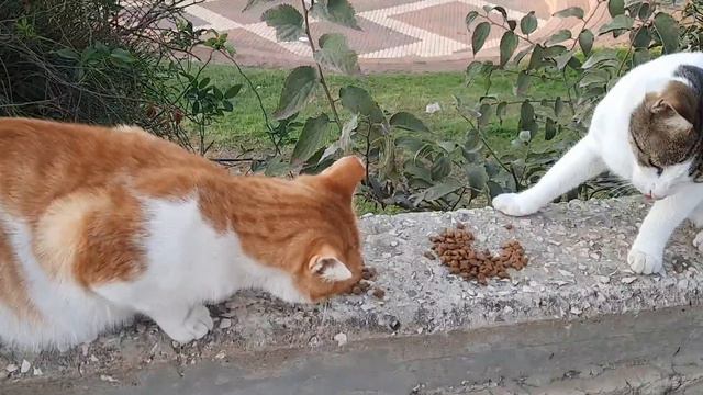 КТО В ЗЕЛЕНИ КУШАЕТ, А КТО НА КОШКЕ смотреть онлайн