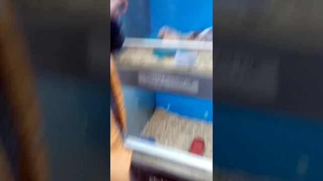 Вкусняшка TV покупает хомячка смотреть онлайн