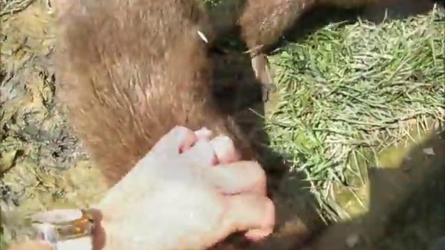 Playing with Otters! "The Otter Experience" Tour смотреть онлайн