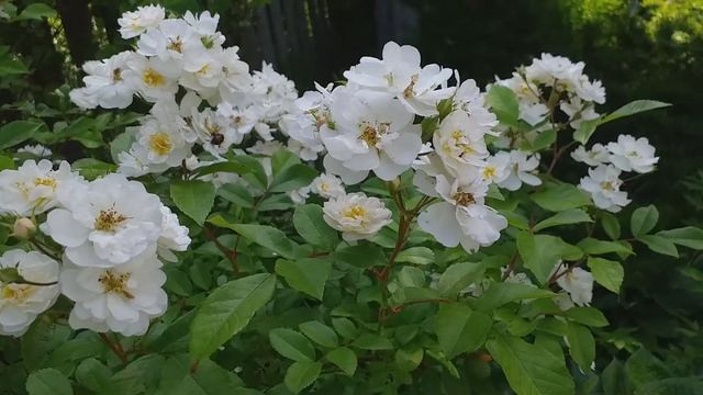 РОЗЫ БЕЛЫЕ КРЕМОВЫЕ СЛИВОЧНЫЕ обзор 9 сортов смотреть онлайн