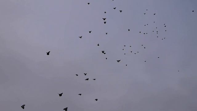 Голуби Василия Рузманова п. Степное смотреть онлайн