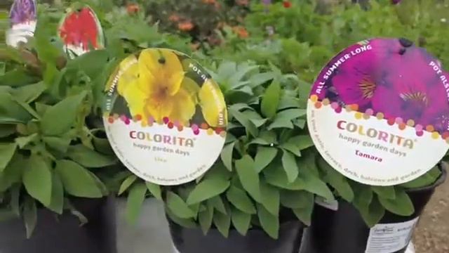 How to grow Alstroemeria (Inca Lilies) for your vase смотреть онлайн