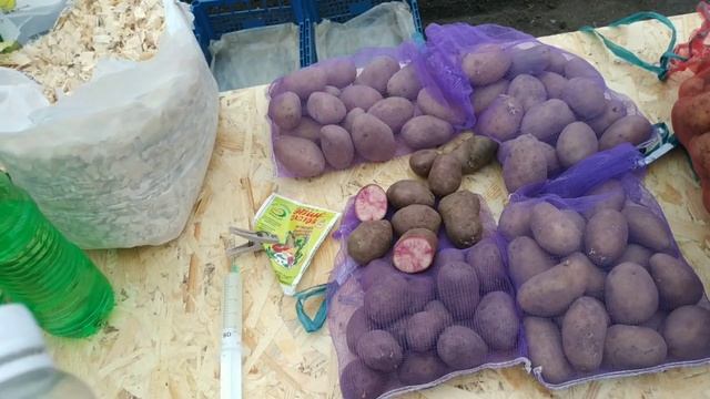 Проращивание картофеля. Лучший способ проращивания картофеля. смотреть онлайн