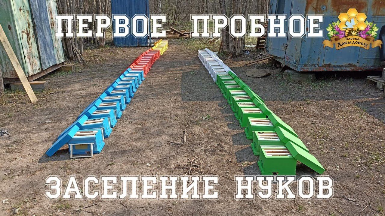 Первое заселение нуклеусов