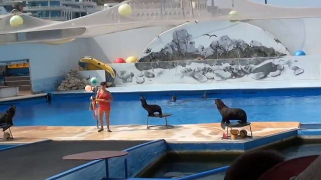 Морские котики с мячом и кольцами смотреть онлайн
