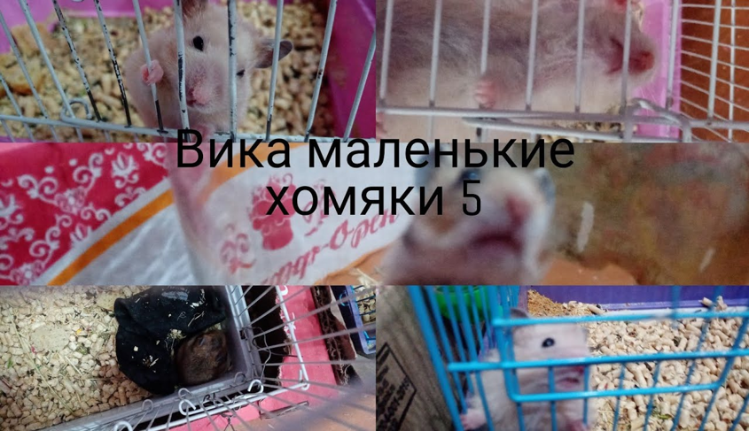 Вика маленькие хомяки 5 смотреть онлайн