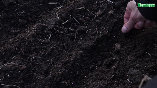 Редис без "стрелкования"!!! Выбор семян. Посадка и уход. смотреть онлайн