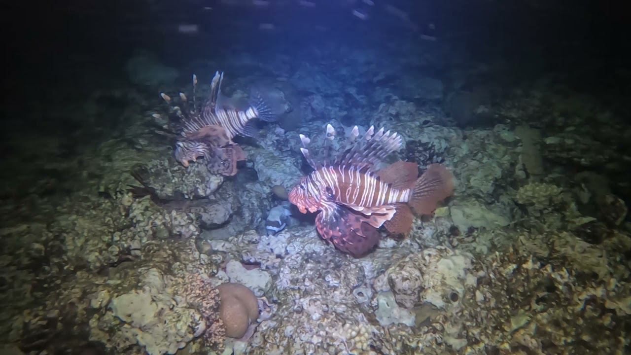 Крылатка в ночном красном море / Lionfish in the night red sea