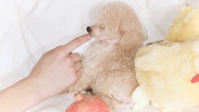 Кремовочка