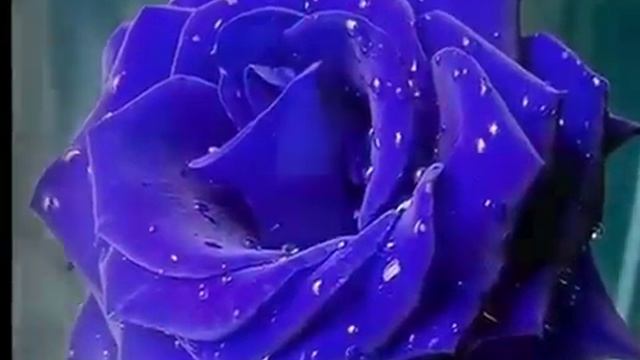 самые красивые розы для моих друзей смотреть онлайн