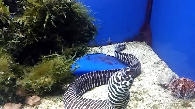 Getting bit by a Zebra moray eel (Gymnomuraena zebra) смотреть онлайн