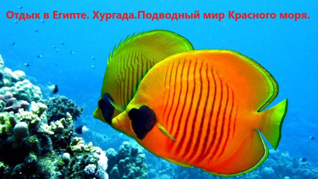 Отдых в Египте. Хургада. Подводный мир Красного моря. смотреть онлайн
