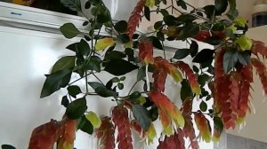 Белопероне -  красивое комнатное растение