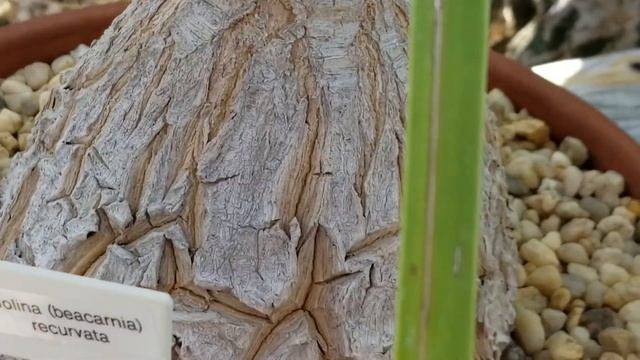 NOLINA RECURVATA PLANT смотреть онлайн